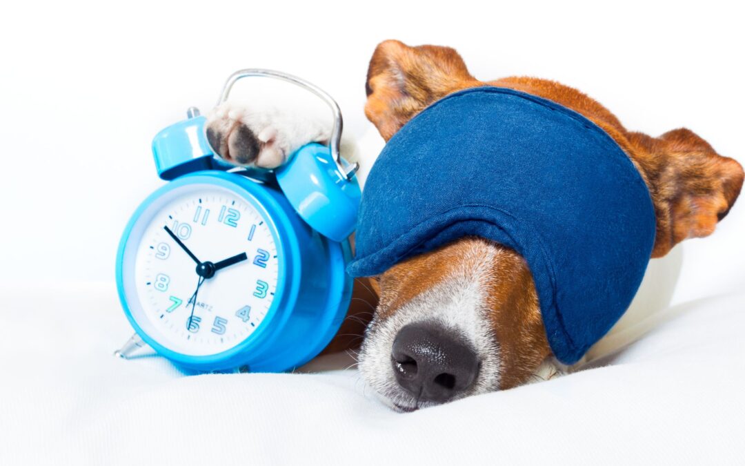 Does Daylight Saving Time mess with your dog’s routine? Here’s what science says